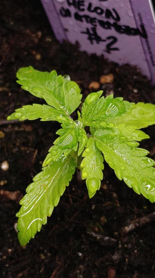 Iced Lemon Watermelon. Week 3
