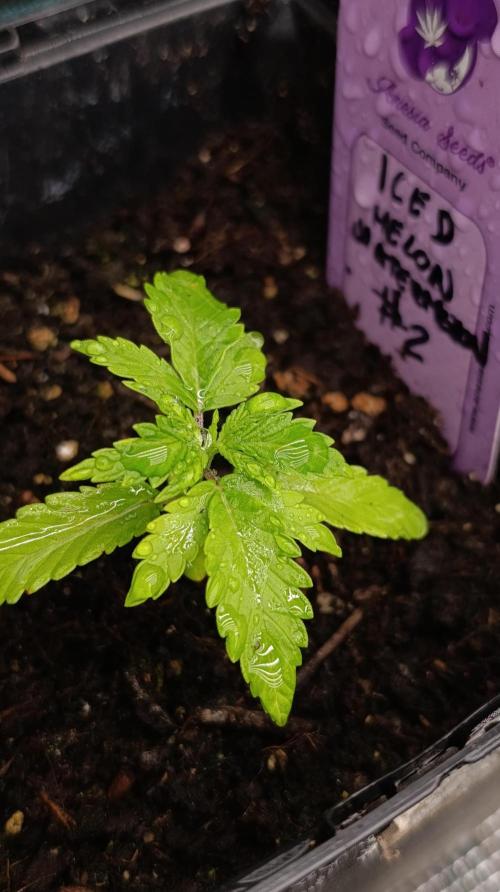 Iced Lemon Watermelon. Week 3