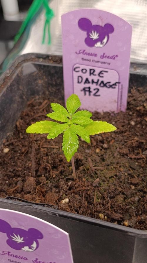 Core Dagmage. Week 3