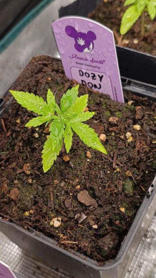 Dozy Don. Week 3