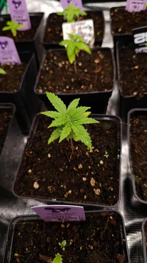 Pink Guava F1 FV. Week 3
