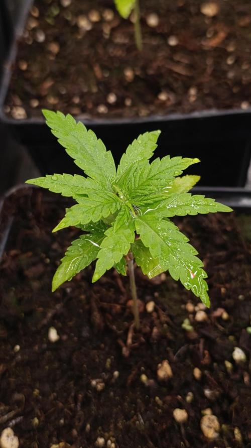 Pink Guava F1 FV. Week 3