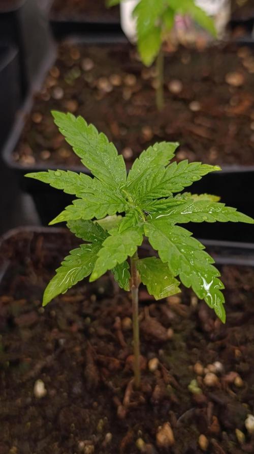 Pink Guava F1 FV. Week 3