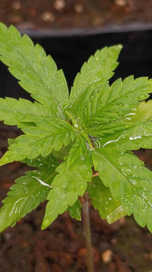 Pink Guava F1 FV. Week 3