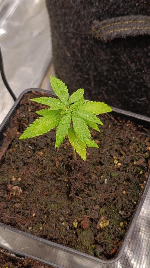 Gelonade. Week 3