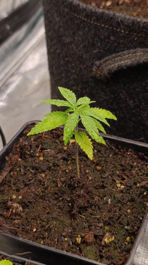 Gelonade. Week 3