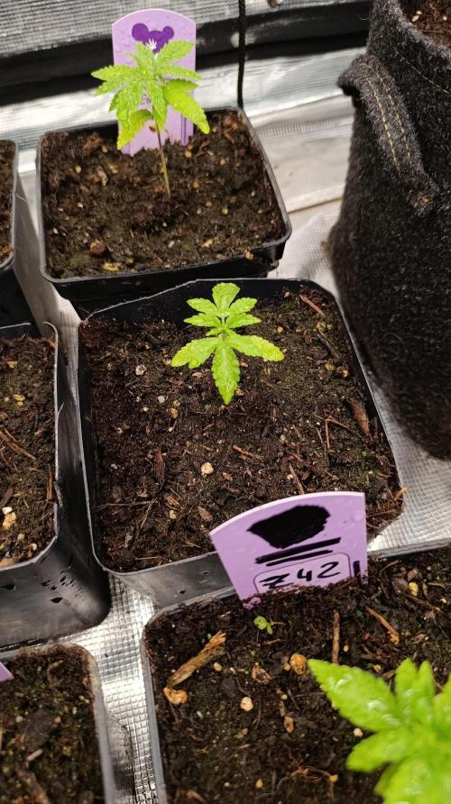 Triple Mints XXL. Week 3