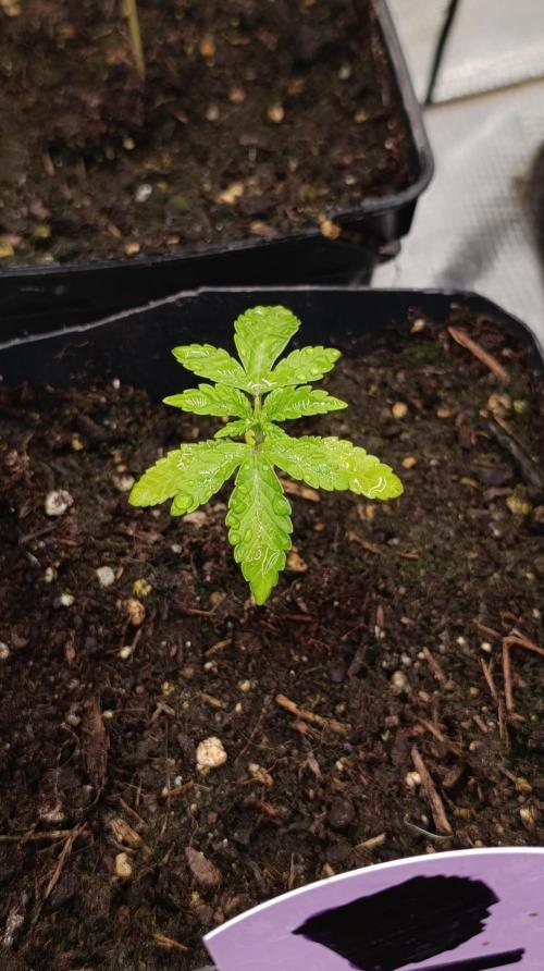 Triple Mints XXL. Week 3
