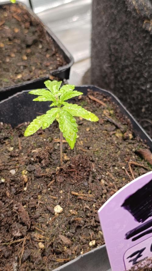 Triple Mints XXL. Week 3
