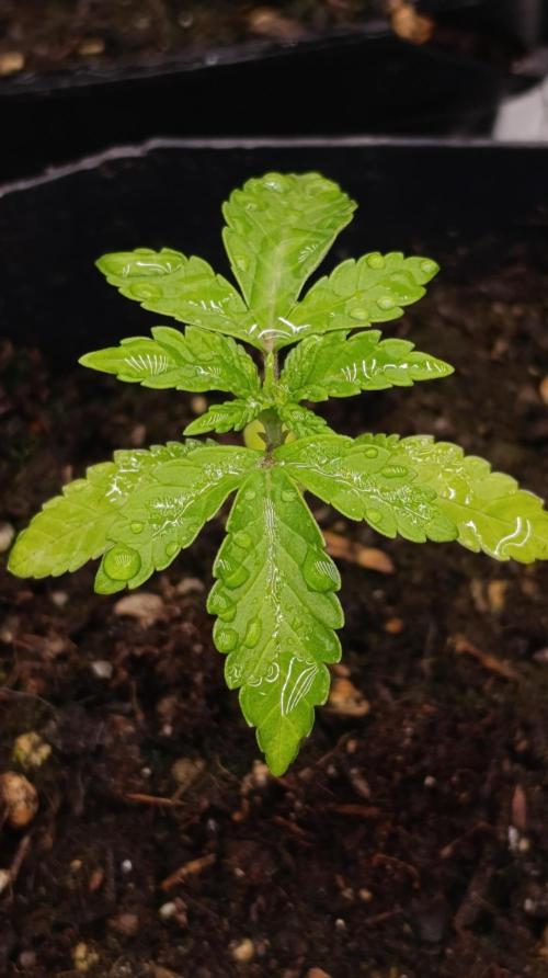 Triple Mints XXL. Week 3