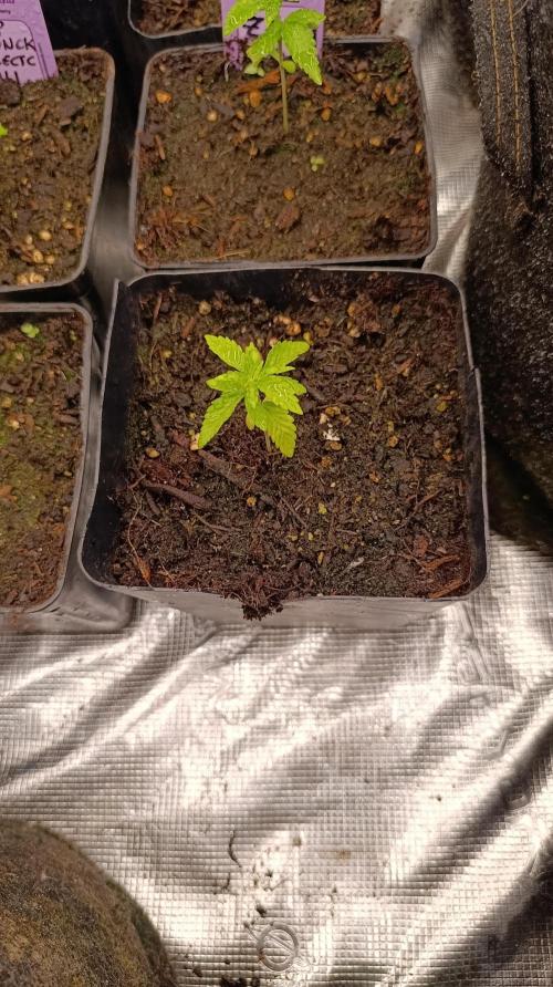 Super Lemon Cherry. Week 3