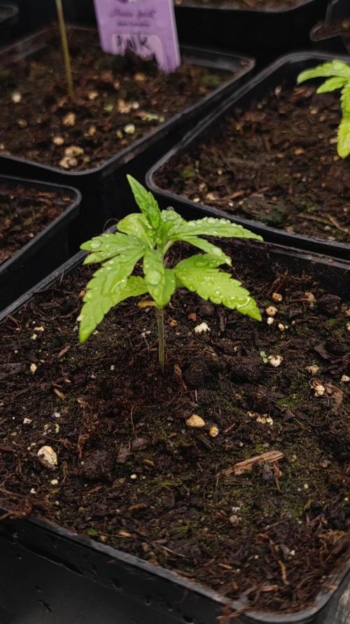 Super Lemon Cherry. Week 3