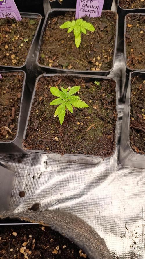 Super Lemon Cherry. Week 3