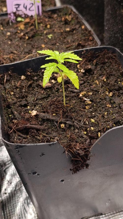 Super Lemon Cherry. Week 3