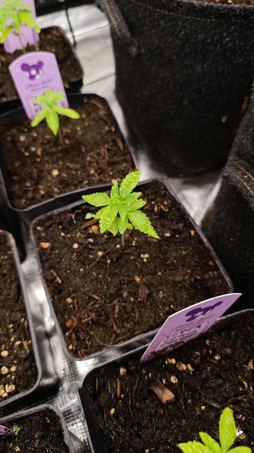 Z42 Limited Edition. Week 3