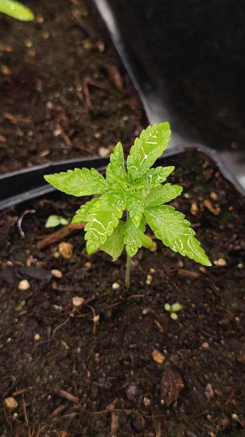 Z42 Limited Edition. Week 3