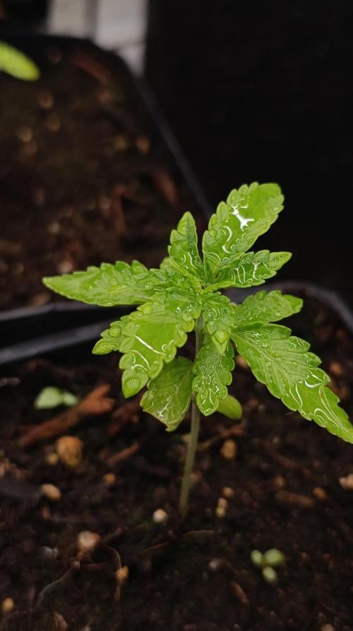 Z42 Limited Edition. Week 3