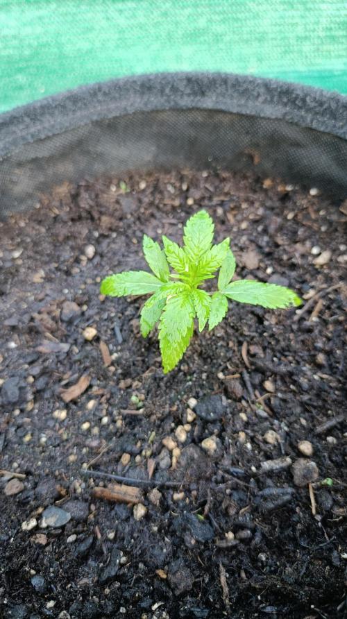 Strawberry Gorilla Rf3 Auto. Week 3