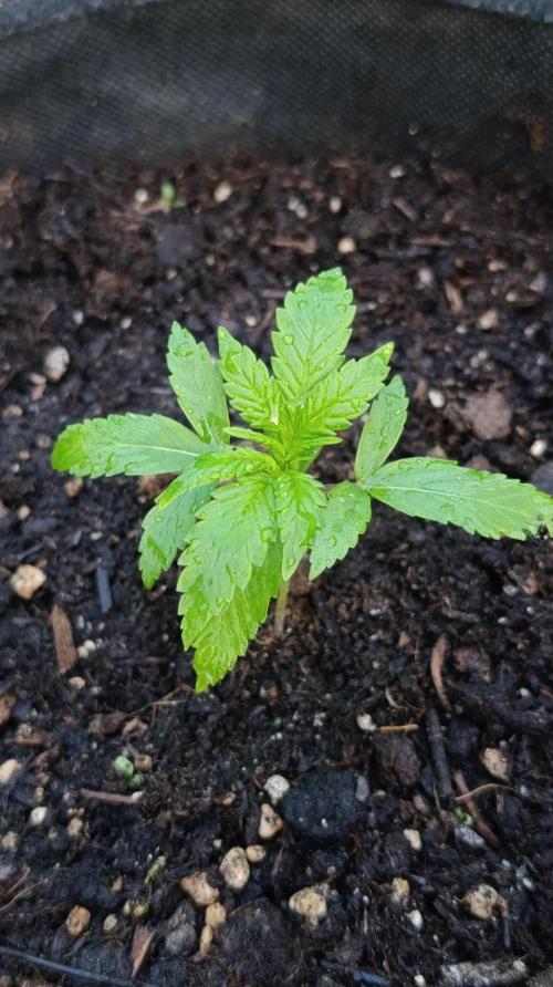 Strawberry Gorilla Rf3 Auto. Week 3