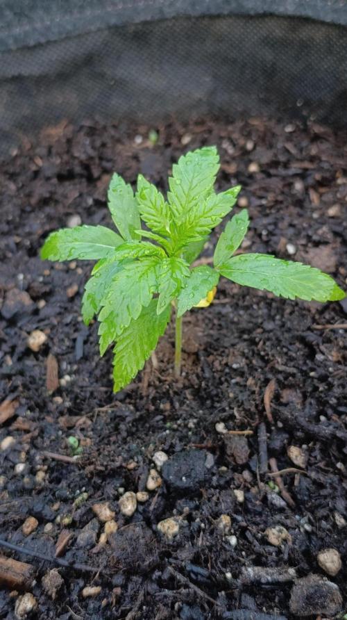 Strawberry Gorilla Rf3 Auto. Week 3