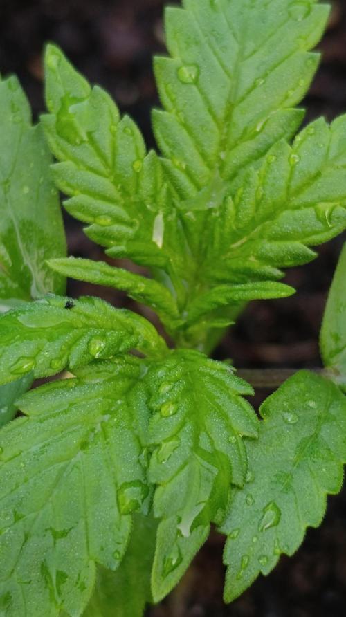 Strawberry Gorilla Rf3 Auto. Week 3