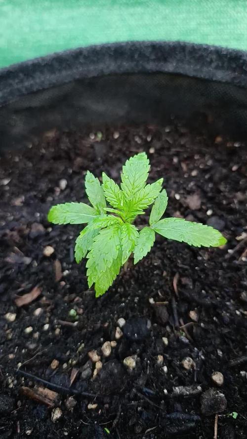 Strawberry Gorilla Rf3 Auto