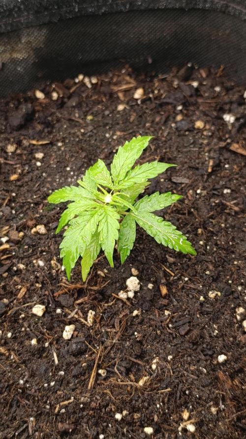 Permanent Marker XXL Auto. Week 3
