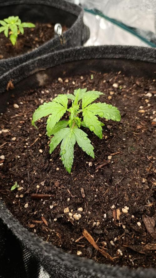 Permanent Marker XXL Auto. Week 3