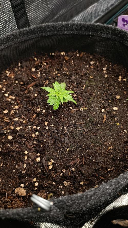 Gaia F1 Auto. Week 4