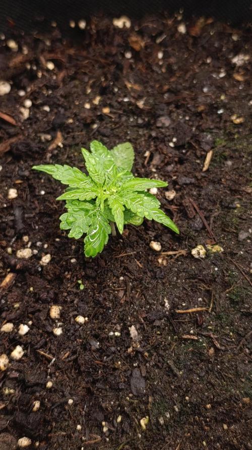 Gaia F1 Auto. Week 4