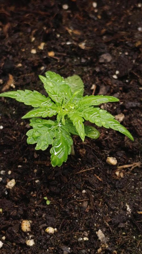 Gaia F1 Auto. Week 4