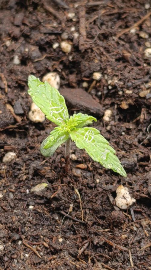 Gaia F1 Auto. Week 4