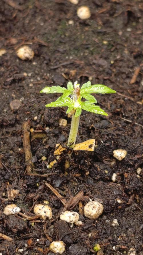 Gaia F1 Auto. Week 4