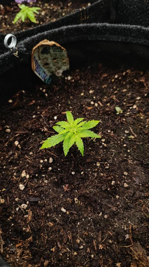 Milky Way F1 Auto. Week 4