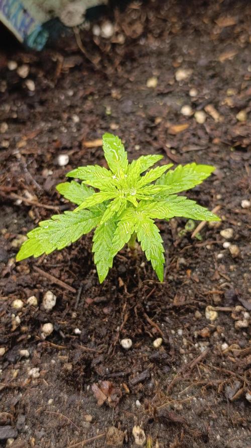 Milky Way F1 Auto. Week 4