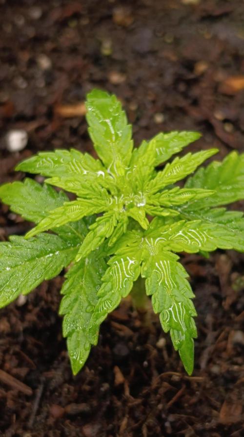 Milky Way F1 Auto. Week 4
