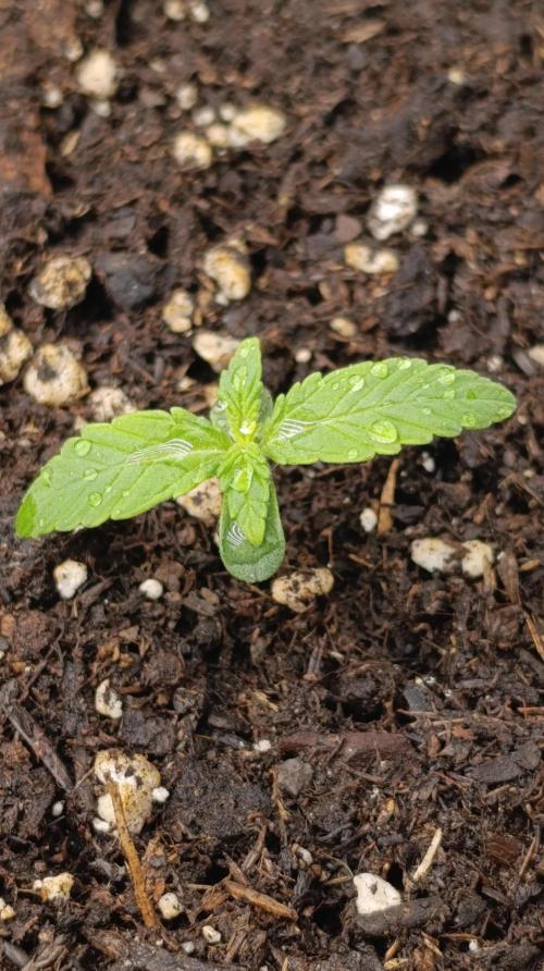 Milky Way F1 Auto. Week 4