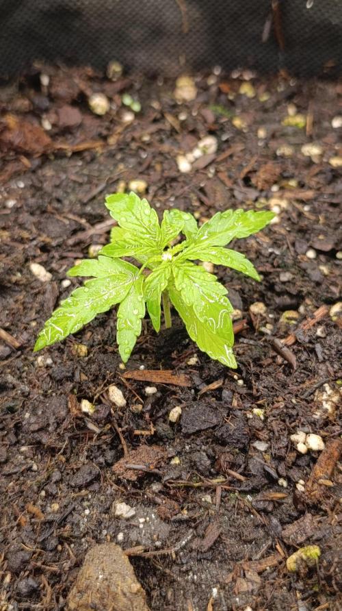 Milky Way F1 Auto. Week 4