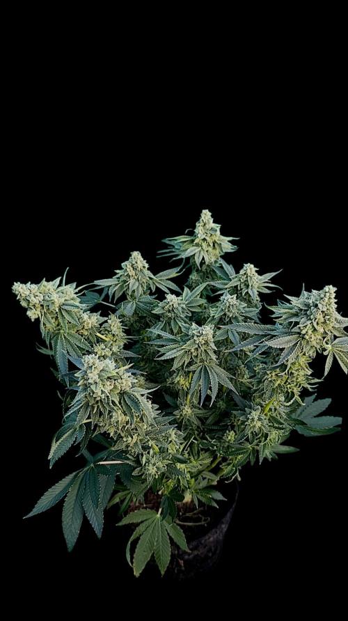 Zour MelonZ Test & Xpertnutrients. Week 16