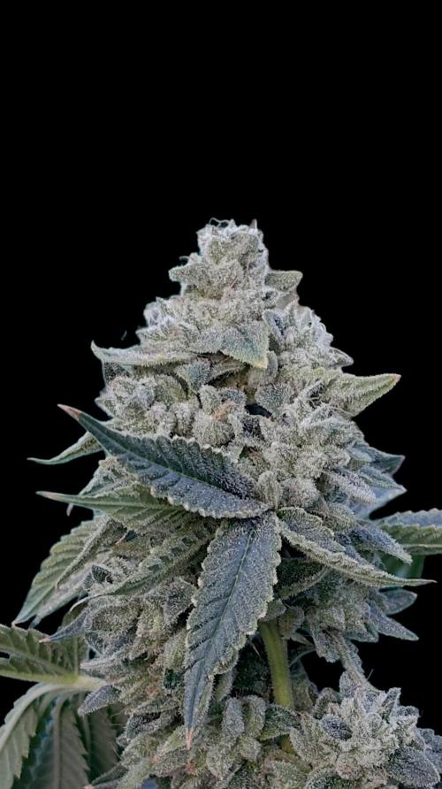 Zour MelonZ Test & Xpertnutrients. Week 16