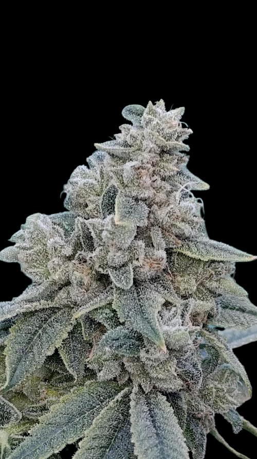 Zour MelonZ Test & Xpertnutrients. Week 16