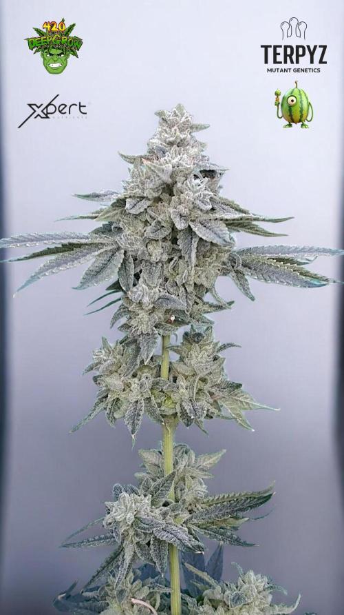 Zour MelonZ Test & Xpertnutrients. Week 16