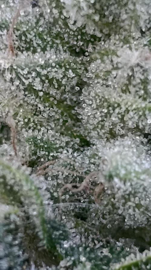 Zour MelonZ Test & Xpertnutrients. Week 16