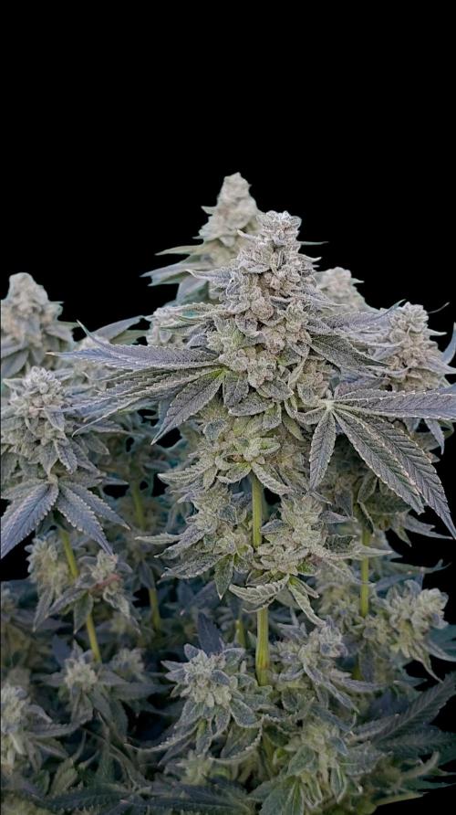 Zour MelonZ Test & Xpertnutrients. Week 16