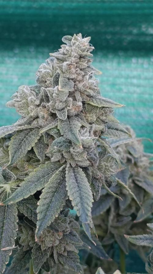 Zour MelonZ . Week 16