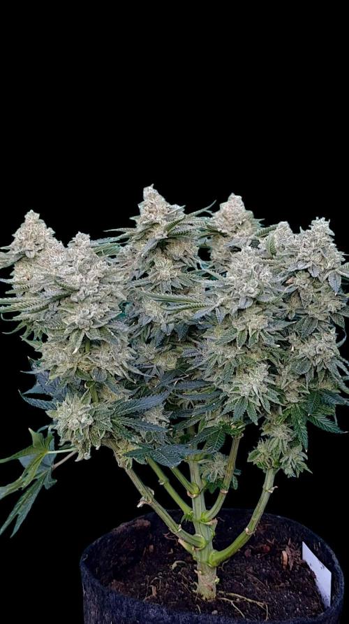 GokuZ OG Test & Marshydro. Week 16