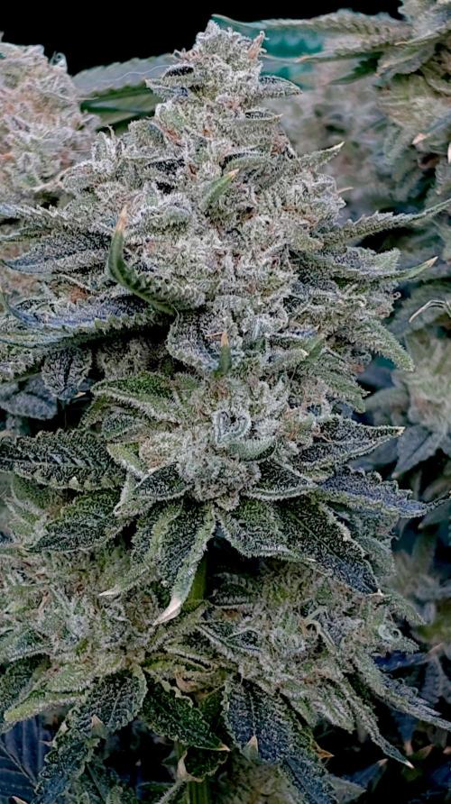 GokuZ OG Test & Marshydro. Week 16