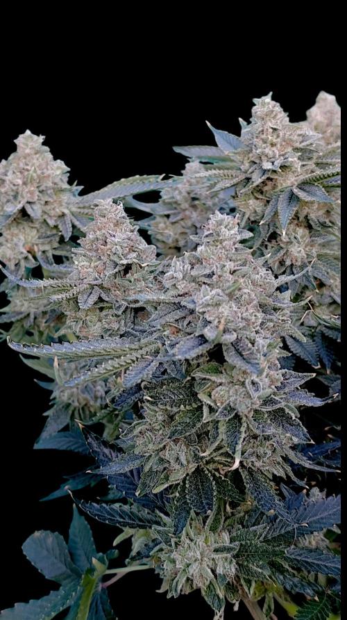 GokuZ OG Test & Marshydro. Week 16