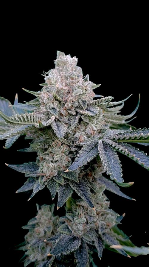 GokuZ OG Test & Marshydro. Week 16