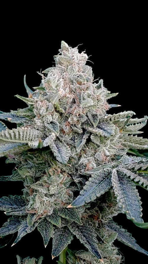 GokuZ OG Test & Marshydro. Week 16